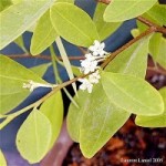 Hoja de coca y solanáceas