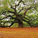 El uso terapéutico de las plantas maestras