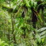 VISITA AL INTERIOR DE LA SELVA TROPICAL PRIMITIVA